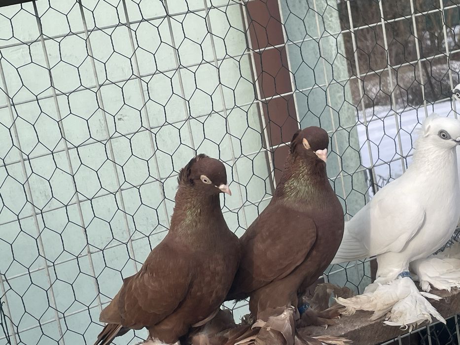 Sprzedam pare wywrotkow wschodniopruskich