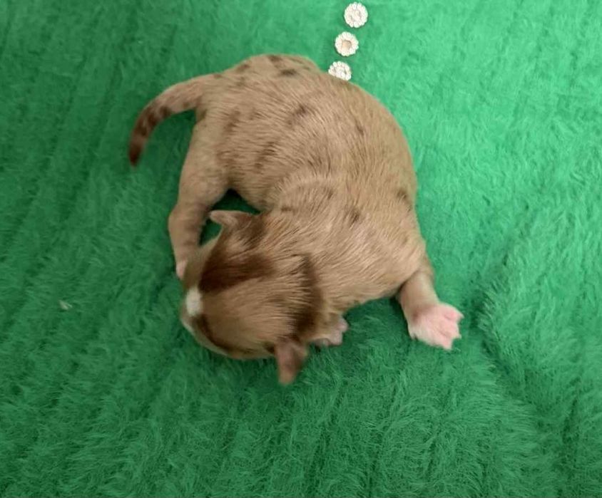 Chihuahua długowłosy  piesek  o wyjątkowym umaszczeniu Choco merle