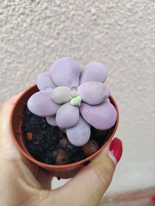 Кактуси,еуфобія,стапелія,монвіліяспегазіні