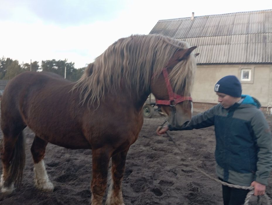 Продам жеребця з документами