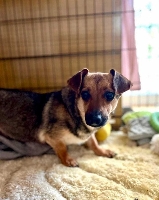 LEJDI młodziutka filigranowa sunia 5 kg do adopcji