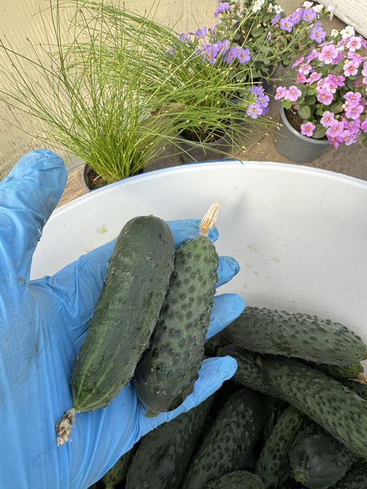 Домашній огірок вирощений на органіці!!!