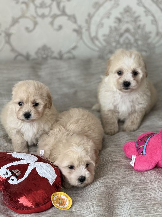 Чудовий подарунок на 8 березня Мальтипу