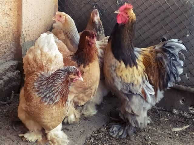 Кохінхін зозулений, помаранчевий. Яйце інкубаційне