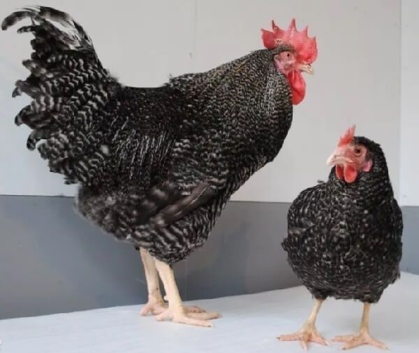 Продам курей породи домінант