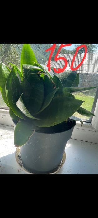 Тещин язик,сансеверія