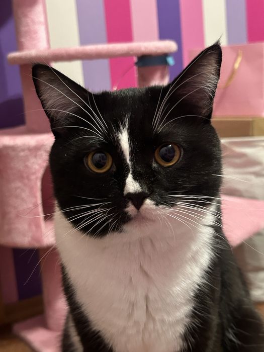 Кіт у добрі руки