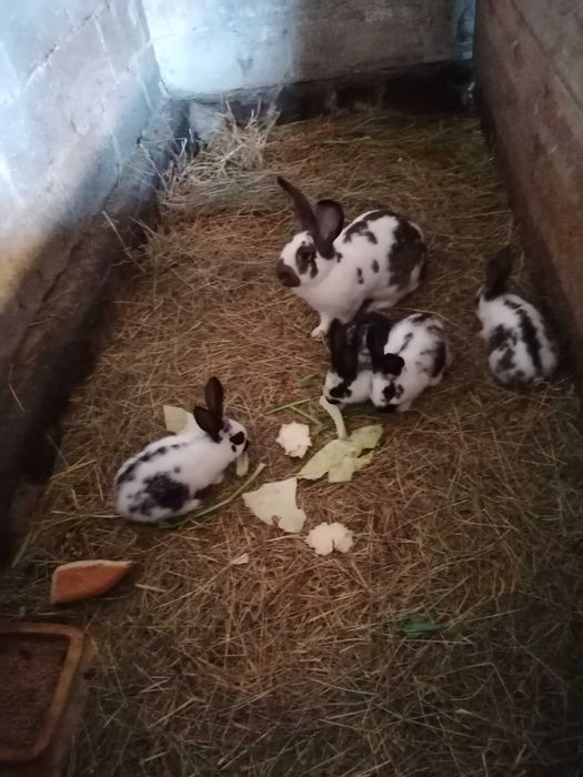 Króliki na sprzedaż