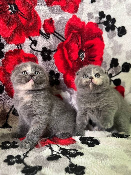 Шотландские вислоухие котята девочки и прямоухие мальчики