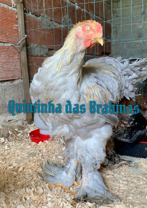 Ovos Brahma isabella