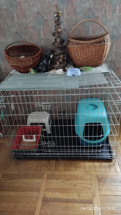 Котики - перетримка у великих боксах