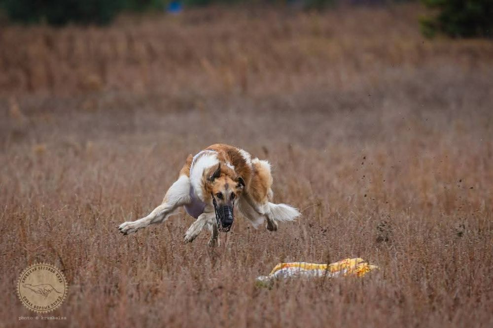Щенки псової борзої