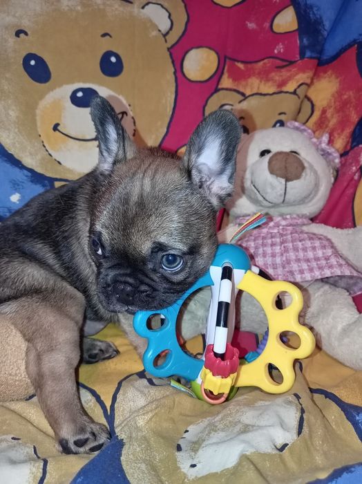 Buldog  francuski szceniaki