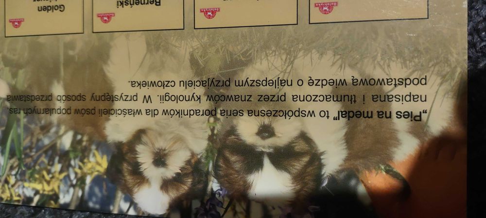 Shih Tzu wiedza w pigułce kompendium informacji i rasie bogate.