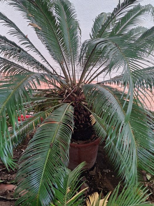 Cycas para jardins