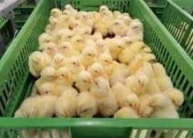 Курчата несушки м'ясо-яєчні та бройлер від виробника.