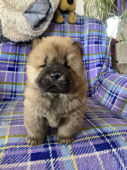 Шикарна дівчинка