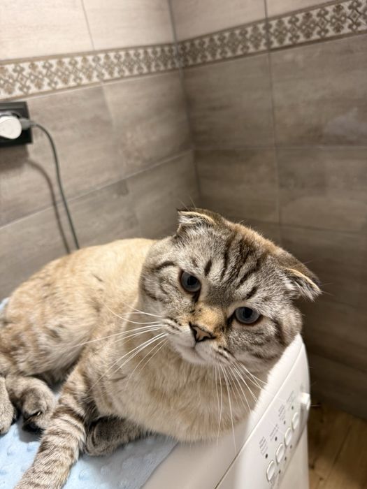 Продам шотландця кота білого висловухого