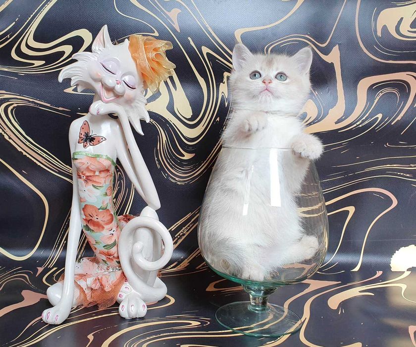 Холли -голубая золотистая шиншилла