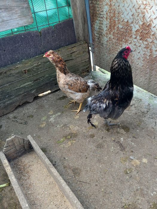 crem legbar, brahama perdiz, aurecanas,sedosas, polacos,