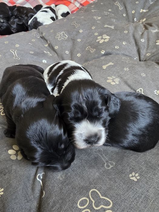Cocker spaniel angielski