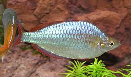 GB tęczanka neonowa