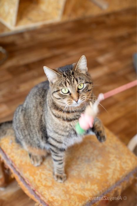 Лука, полосашка, мальчик кот, 2 года