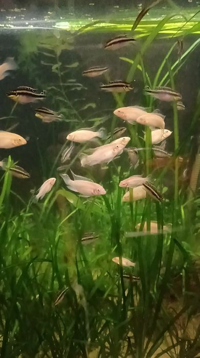 Kribensis (pelvicachromis pulcher)