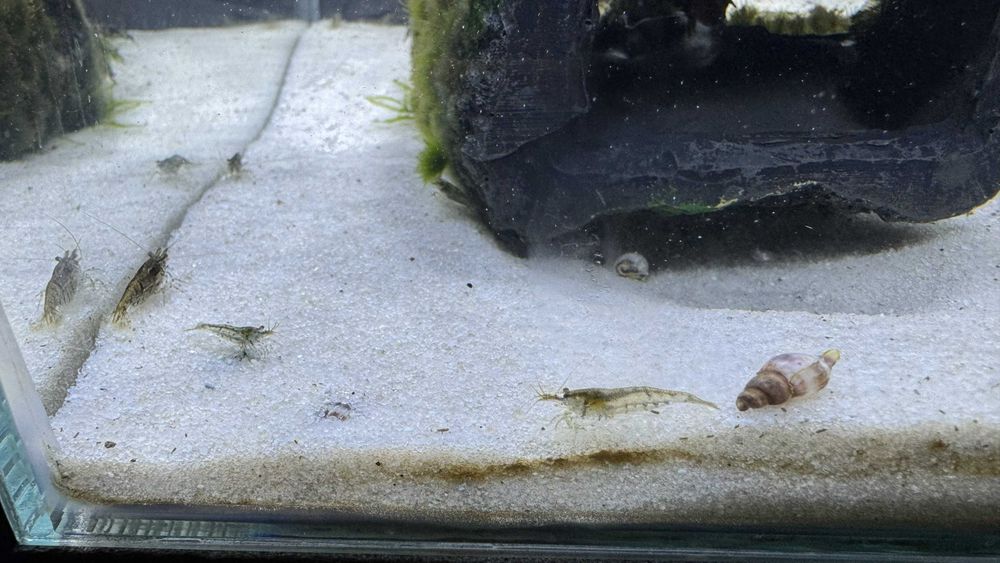 Neocaridinas variadas