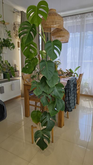Monstera variegata