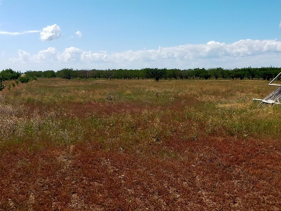 Продам сад с. Троицкое Беляевского р-на,Одесской обл.