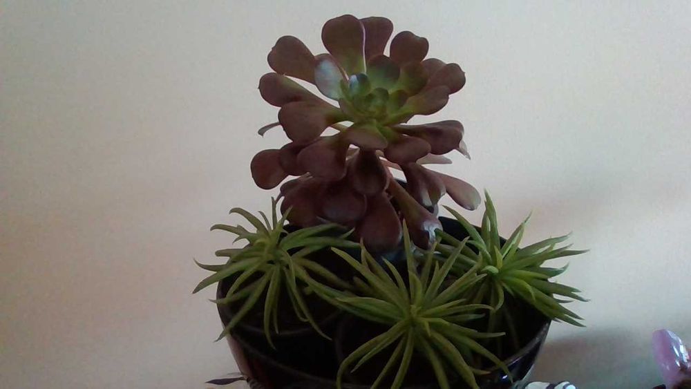 Arbustos Senecio Barbertonicus em vaso