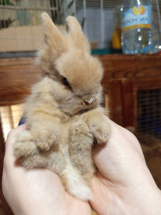 Милый маленький крольчонок