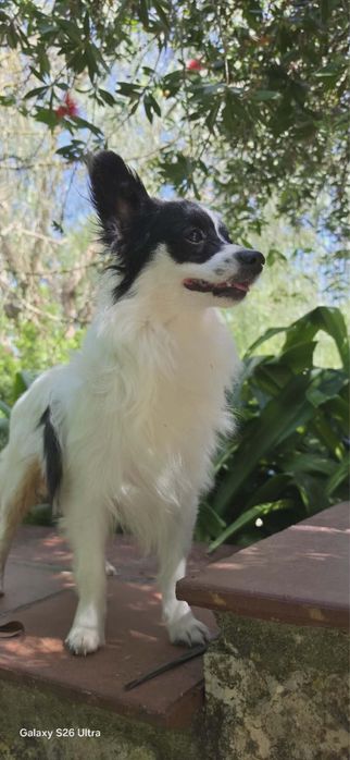 Papillon macho com Lop