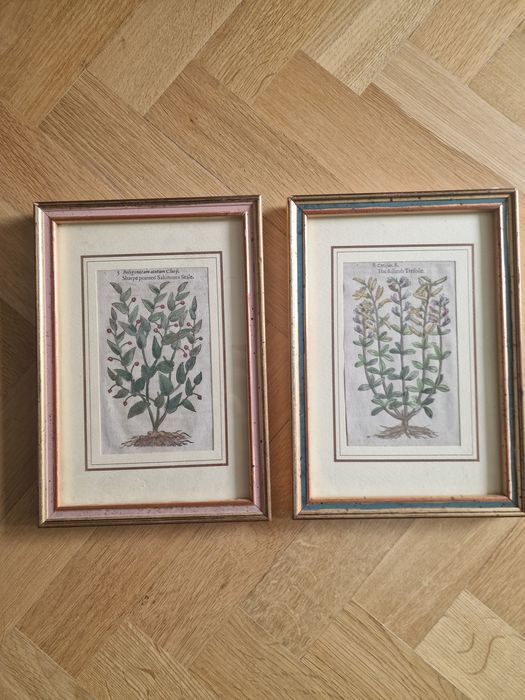 Dwa stare obrazki rośliny w ładnych ramkach vintage boho