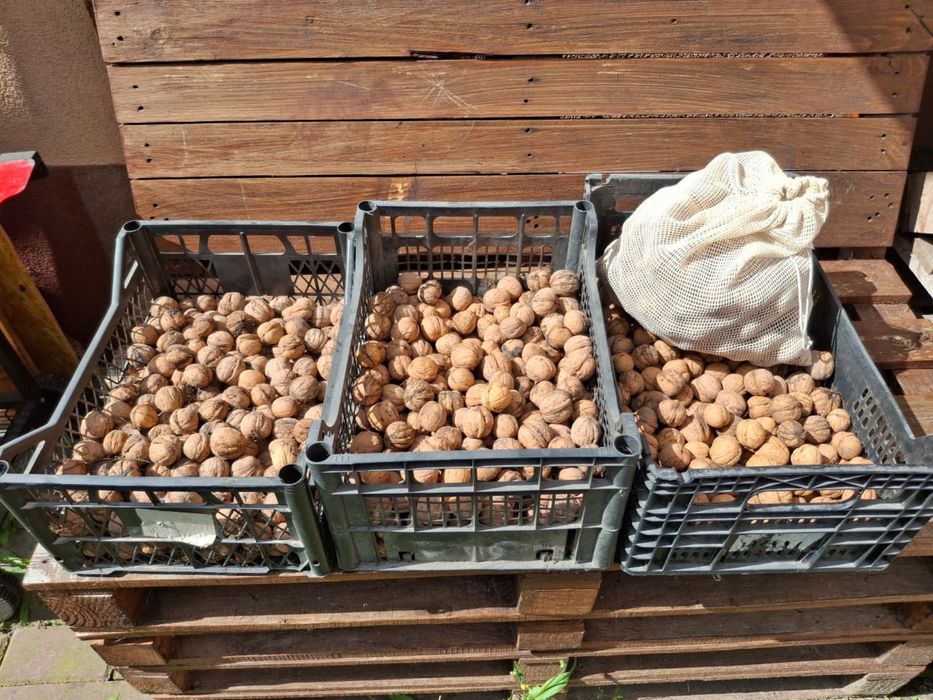 Orzechy włoskie w łupinach – 12/kg