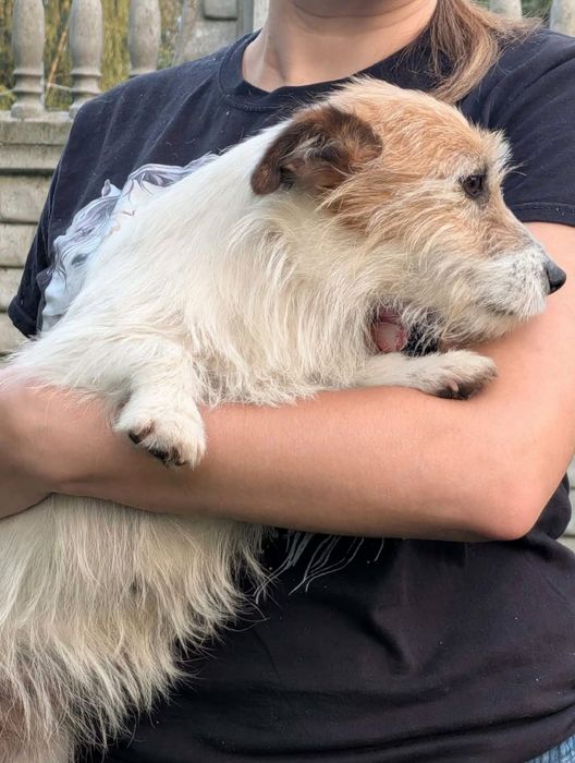 Suczka Jack Russell Terrier