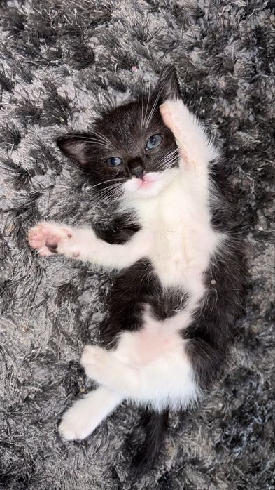 Dou gato e gata