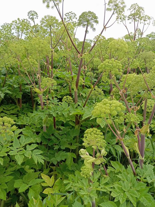 nasiona arcydzięgiel zbiór 2024