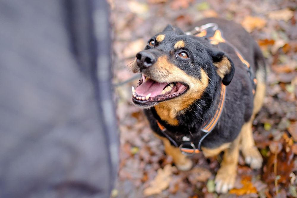 Blagamy o dom dla snapiego