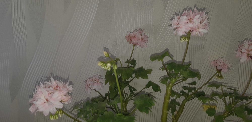 Пеларгонія стелар свіжозріз з квіткою Rihard Hodgston