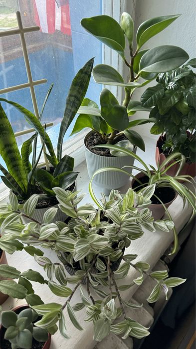 Толстянка денежное дерево традесканция фикус хлорофитум