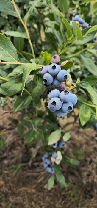 Borówka Amerykańska – świeże owoce prosto z plantacji!