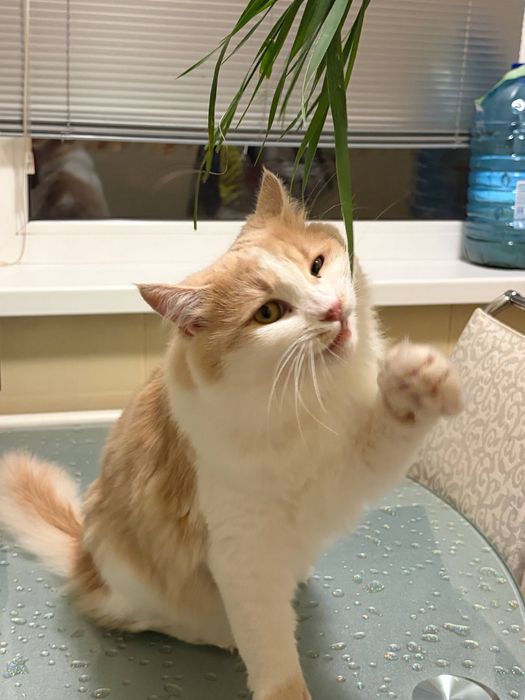 Нежный и красивый котик ищет семью!