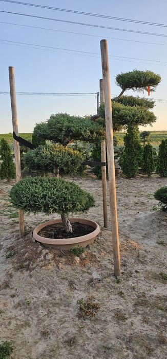 Bonsai rośliny formowane