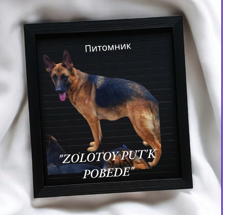 Шикарные немчики