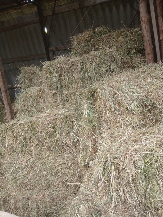 Продам тюки сіна.