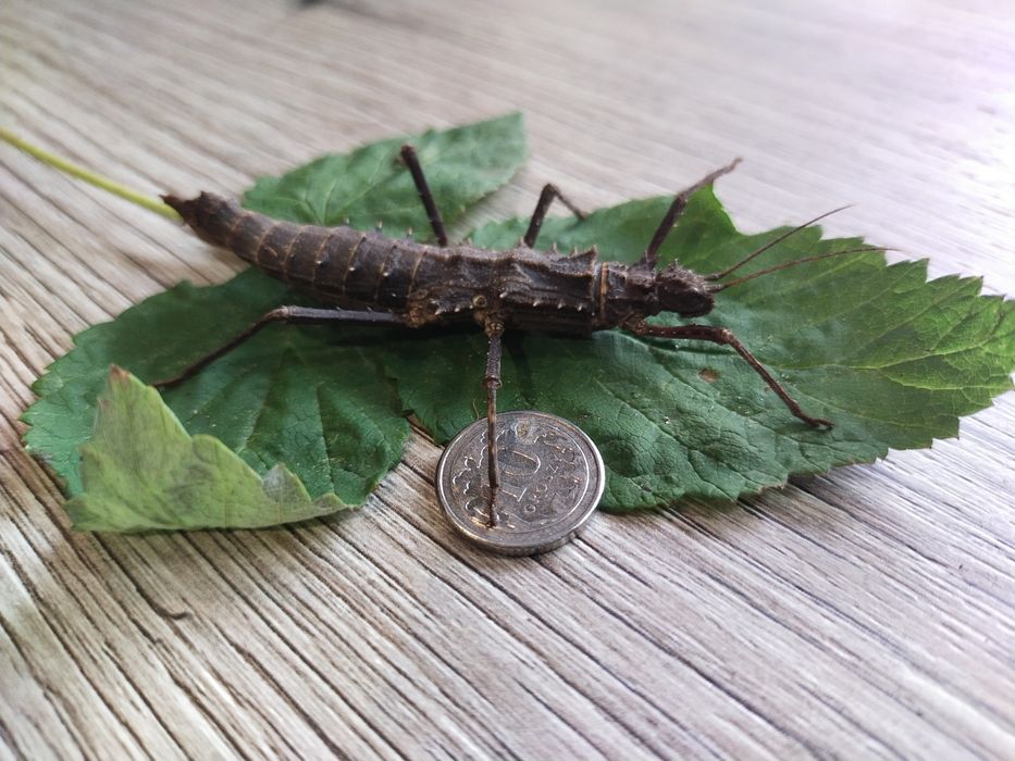 Straszyki tisamenus sp. Cunyan
