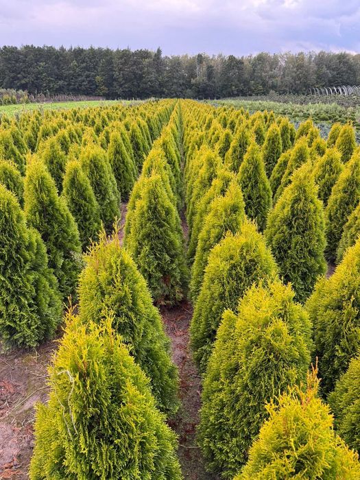 Tuja Golden Szmaragd 120-140 cm | Dostawa + Sadzenie | Radom