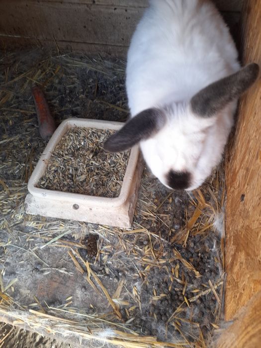 Kalifornijski czarny